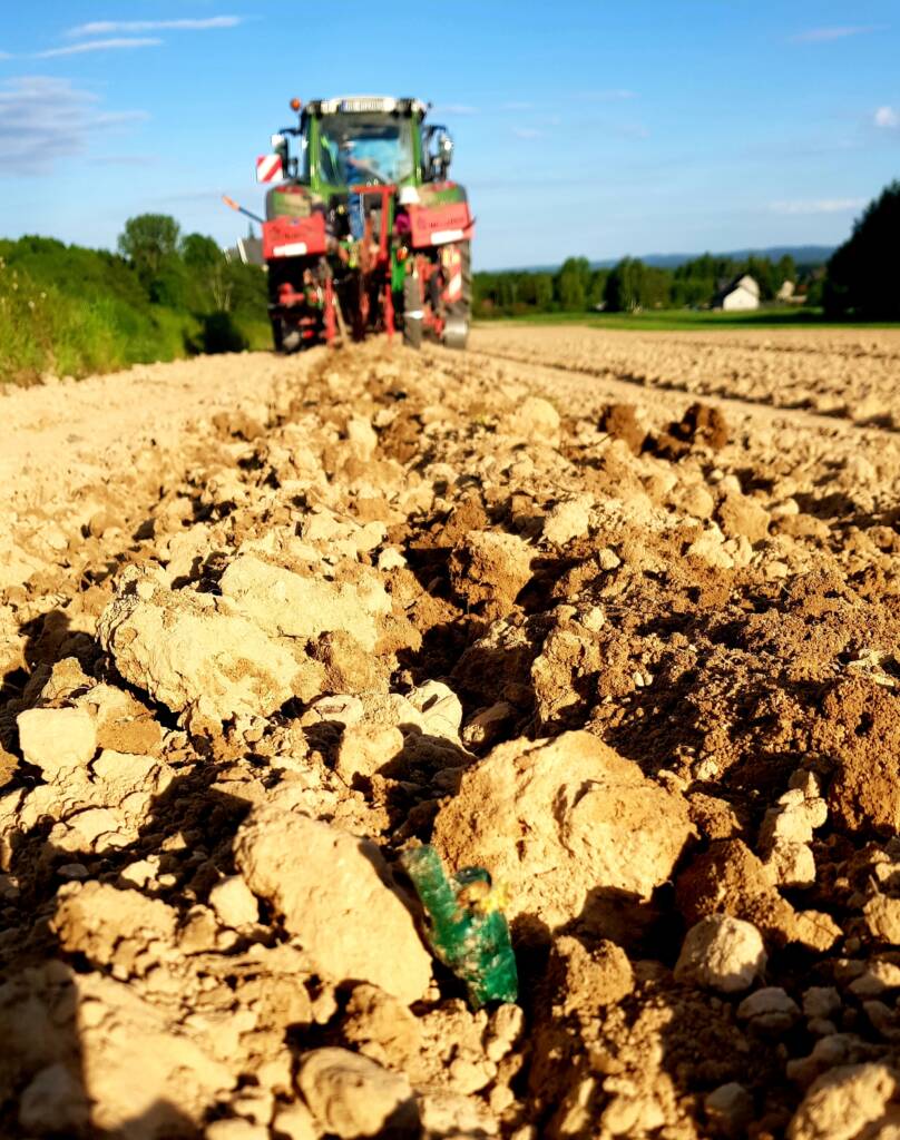 Winnica Kościeleckich - sadzenie maszynowe