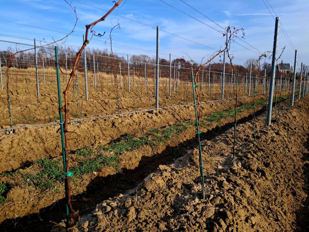 Zimowa ocena winorośli - Łozy Johanniter