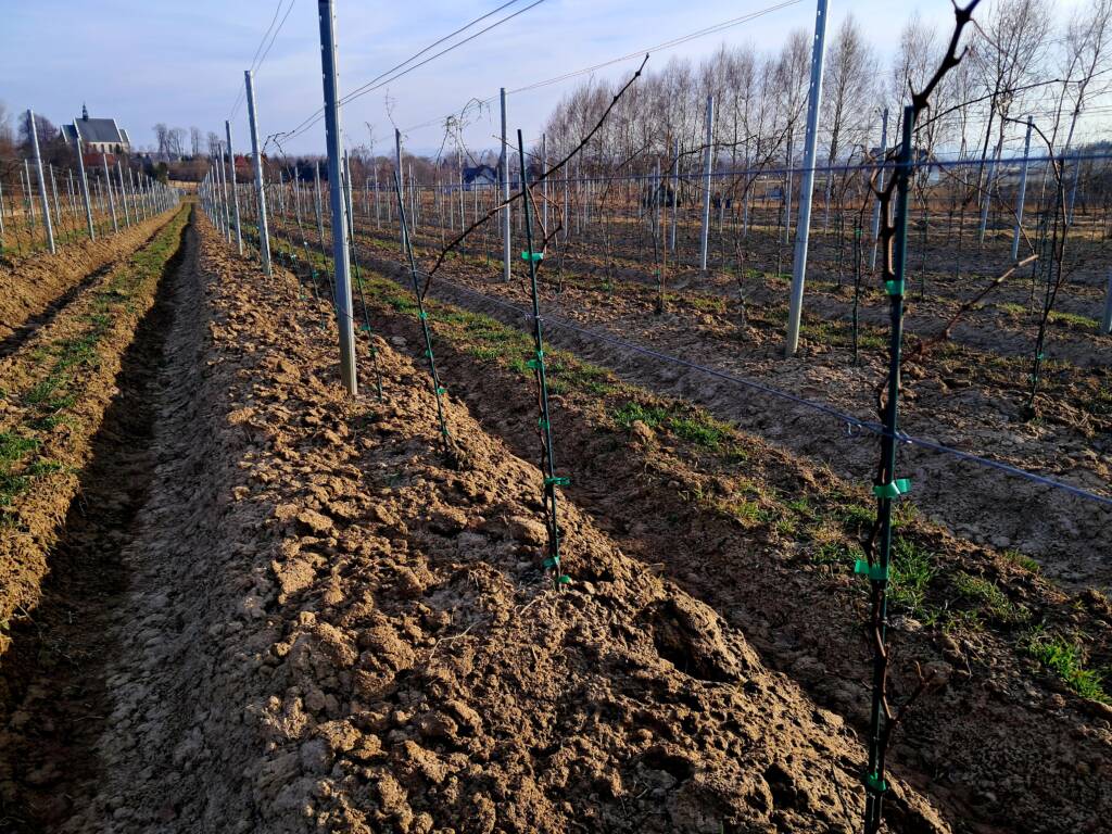 Zimowa ocena winorośli - Łoza Muscaris