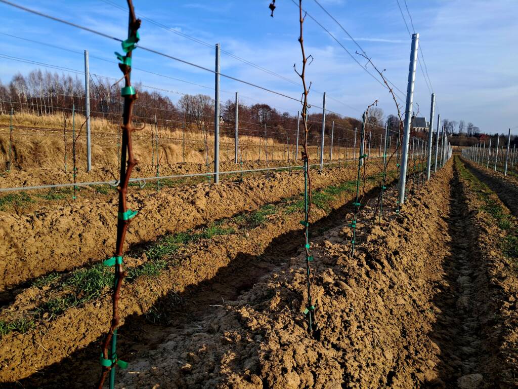 Zimowa ocena winorośli - Łoza Muscaris