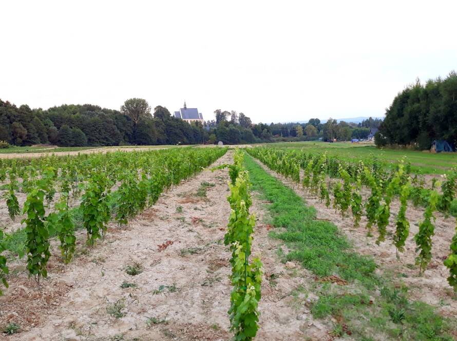 Podsumowanie pierwszego roku uprawy