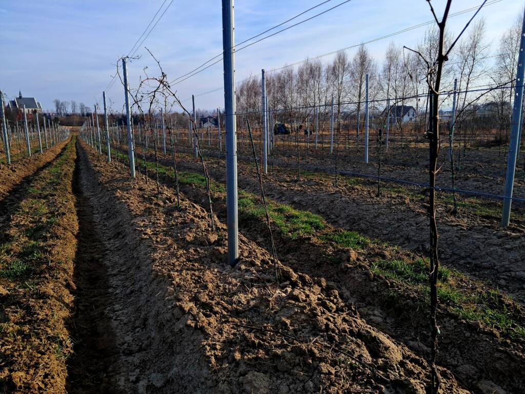 Zimowa ocena winorośli - Łoza Seyval Blanc