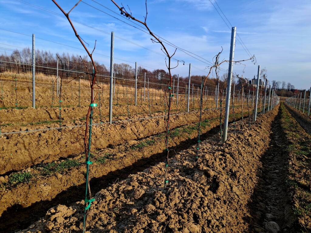 Zimowa ocena winorośli - Łoza Seyval Blanc