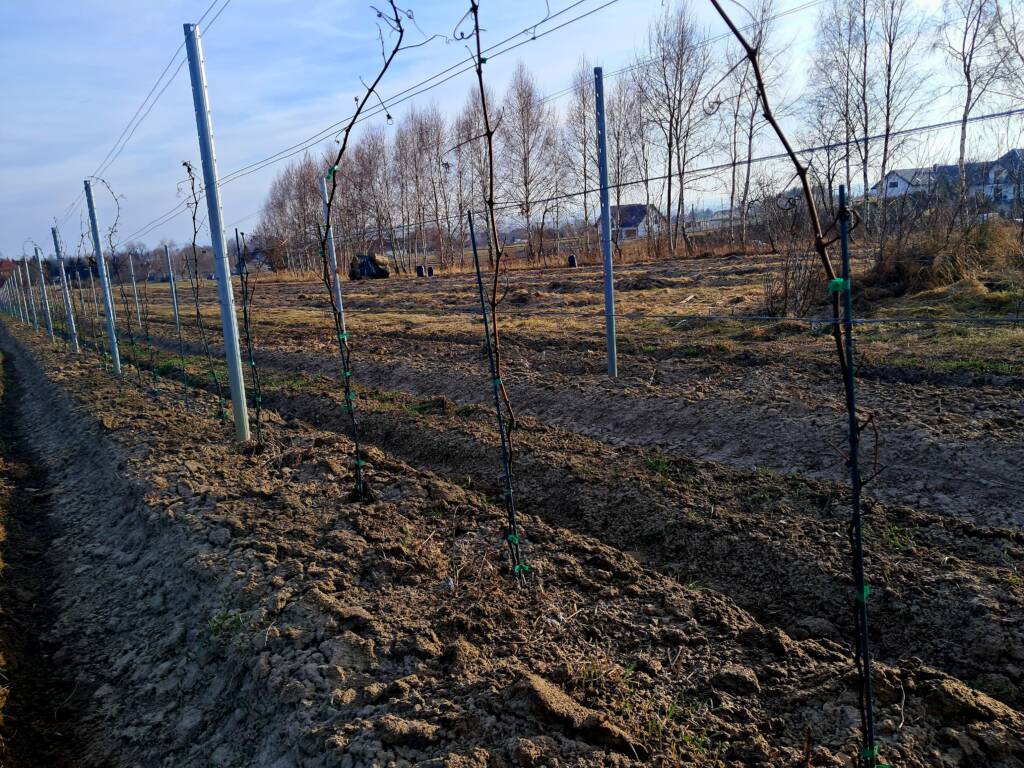 Łozy Souvignier gris