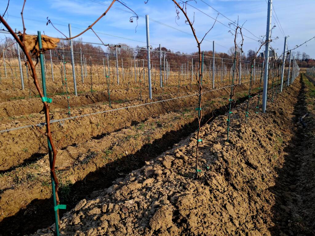 Łozy Souvignier gris