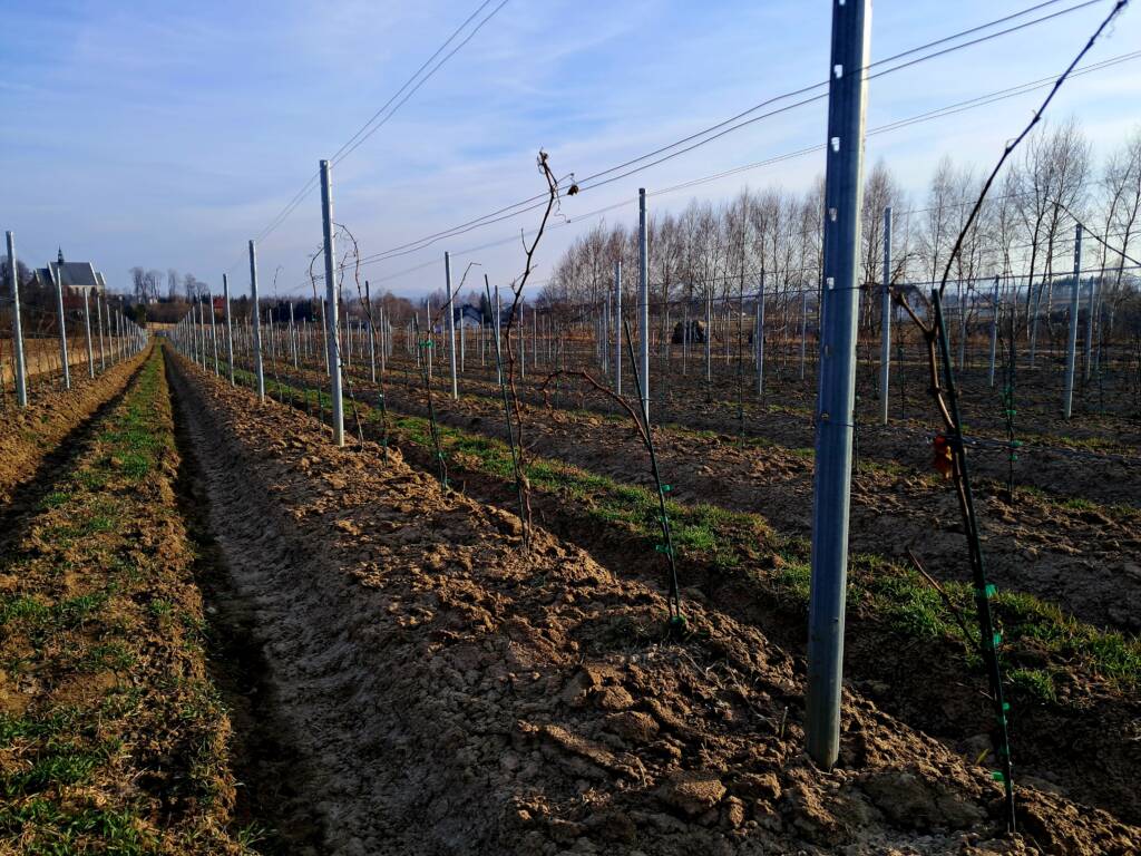 Zimowa ocena winorośli - Łoza Solaris