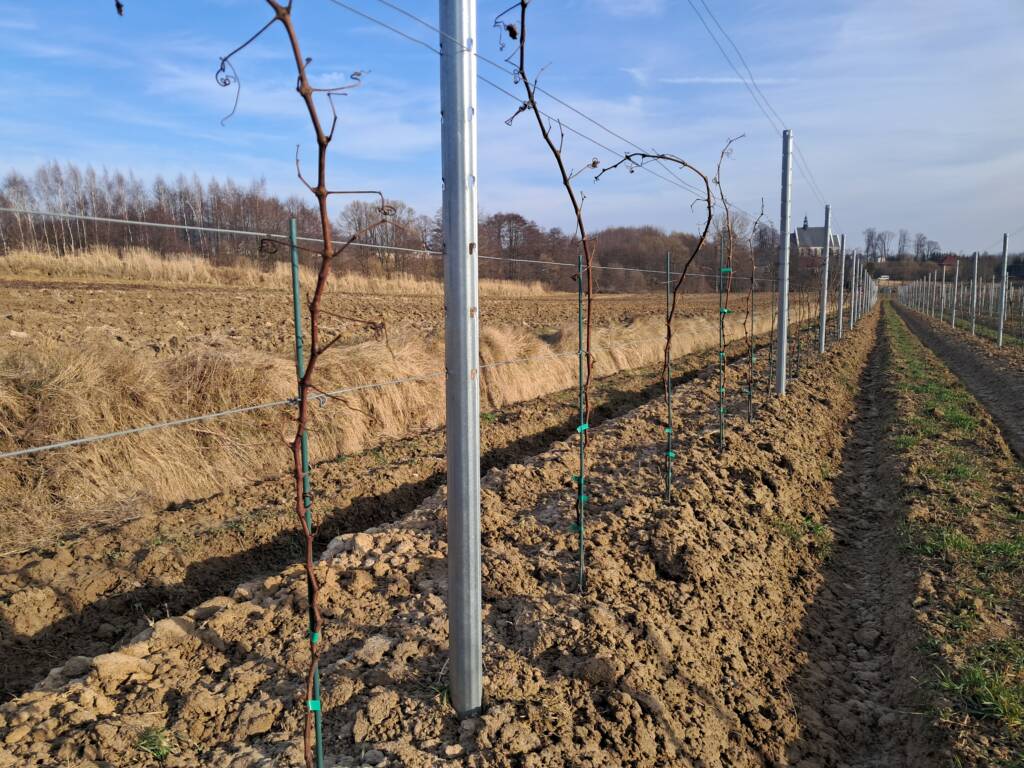 Zimowa ocena winorośli - Łoza Solaris