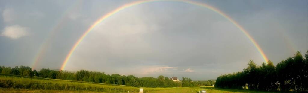 Pierwszy rok uprawy - Winnica Kościeleckich
