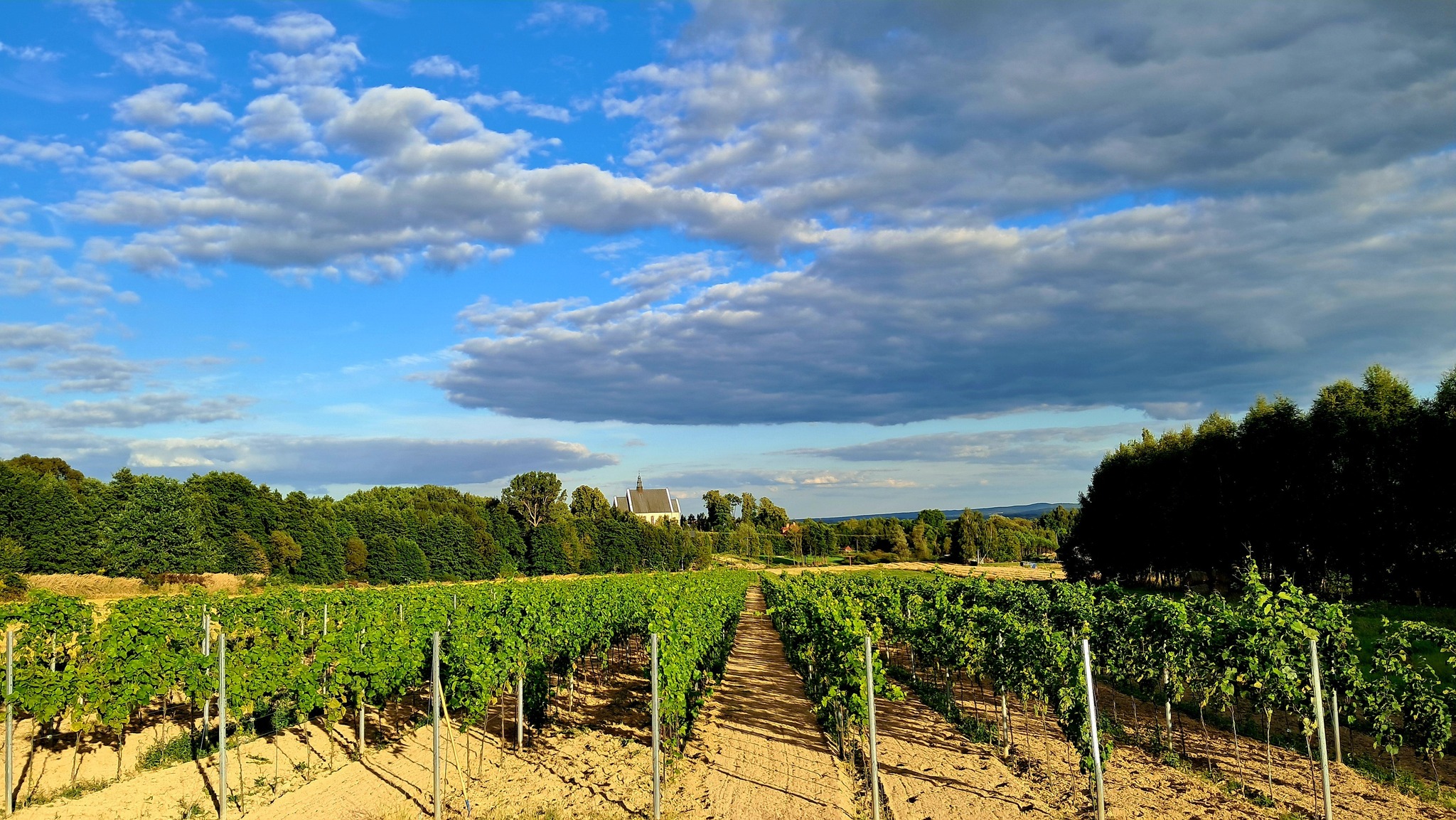 Winnica Kościeleckich 2025