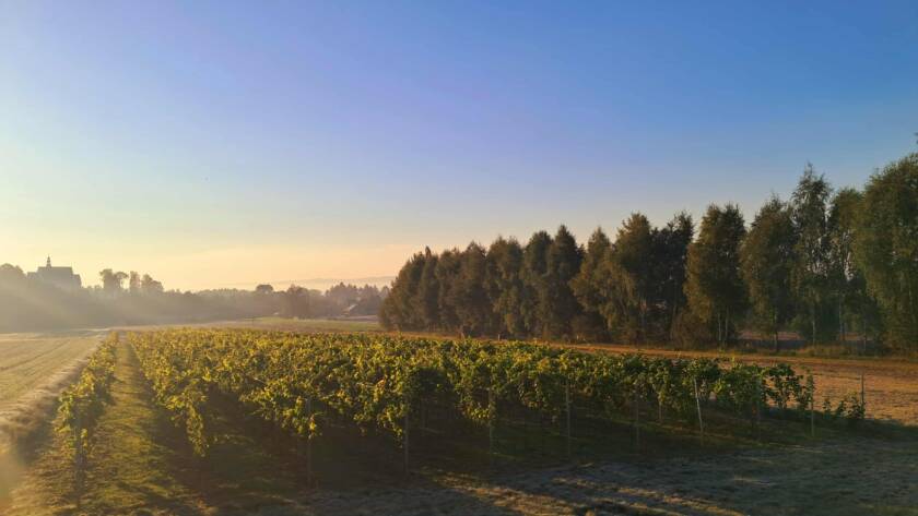 Herba Seba z Winnicy Kościeleckich