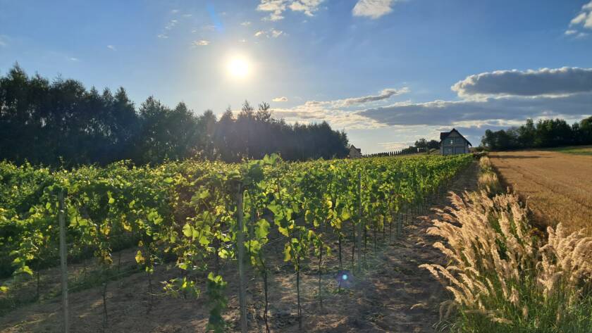 Winnica Kościeleckich