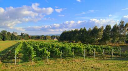 Winnica Kościeleckich